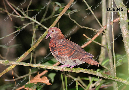 Ruddy Quail-Dove (Geotrygon montana)